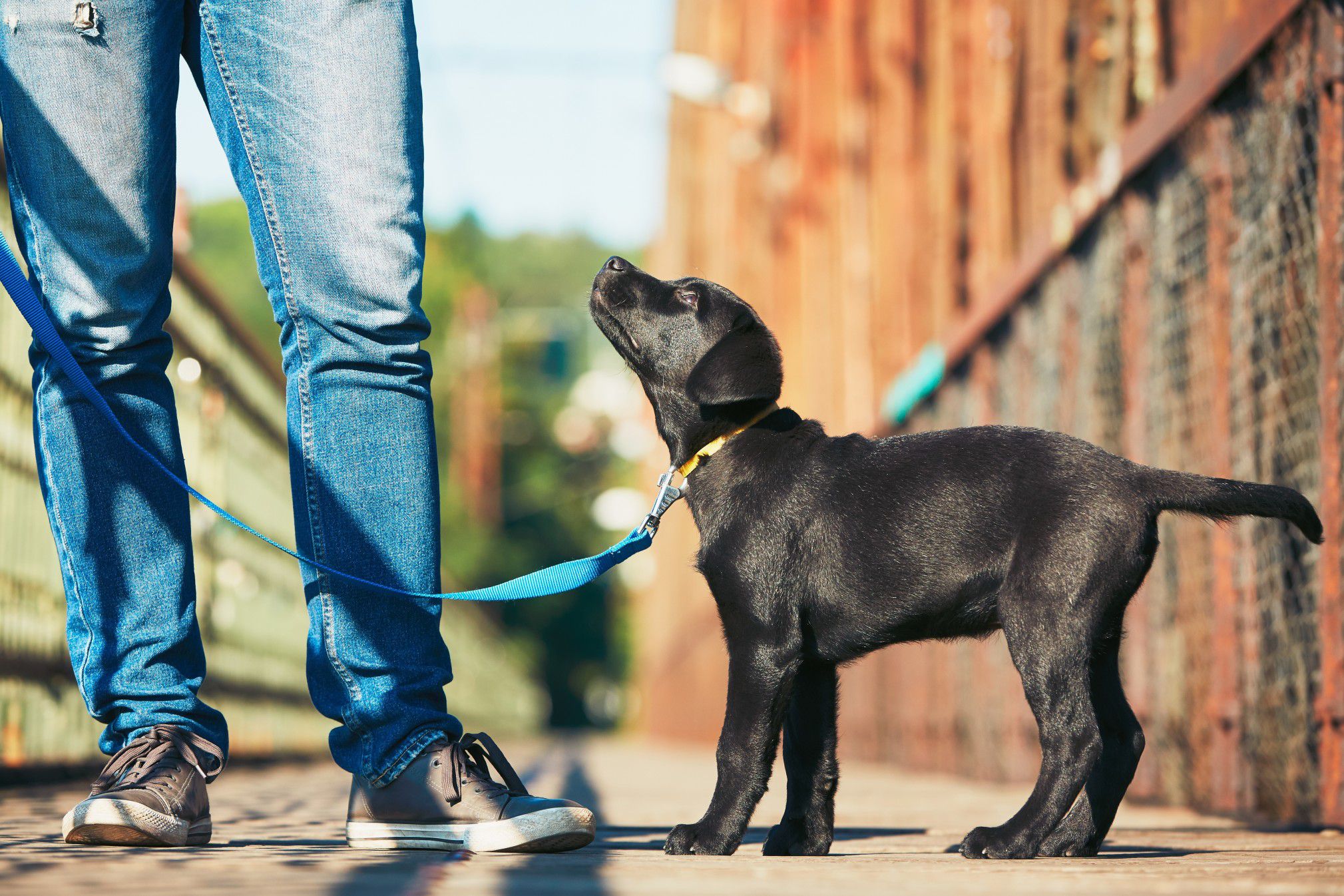 Mastering Dog to Human Social Behavior Training for Lasting Harmony